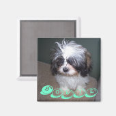 Bowie the Fuzzy Shih Tzu Puppy Dog Magnet (Vorderseite/Rückseite)
