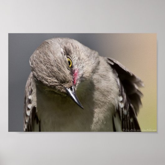 Bowing Wild Northern Mockingbird Poster (Vorne)