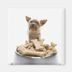 Bowl of dog Leckereien von Yorkshire Terrier Magnet
