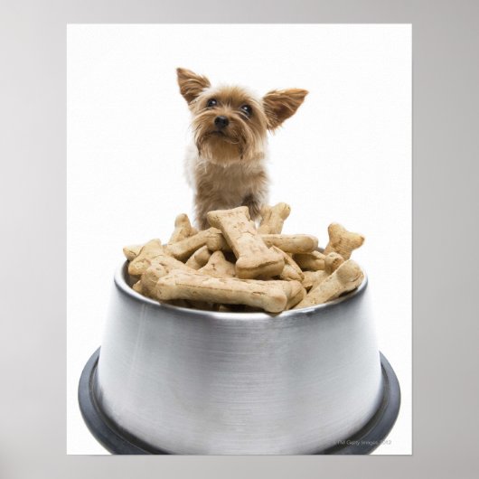 Bowl of dog Leckereien von Yorkshire Terrier Poster (Vorne)