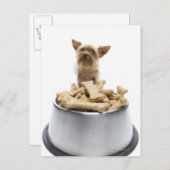 Bowl of dog Leckereien von Yorkshire Terrier Postkarte (Vorne/Hinten)