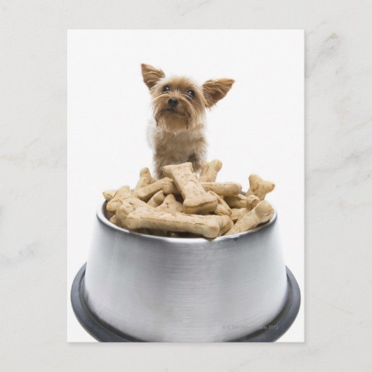 Bowl of dog Leckereien von Yorkshire Terrier Postkarte (Vorderseite)