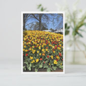 Bowral Tulip Festival - Sydney New York Australien (Stehend Vorderseite)