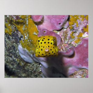 Box Boxfish Portrait Poster