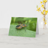 Box Elder Bug Coordinated Items Karte (Gelbe Blume)