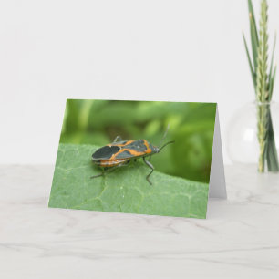 Box Elder Bug Coordinated Items Karte