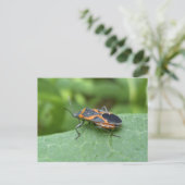 Box Elder Bug Coordinated Items Postkarte (Stehend Vorderseite)