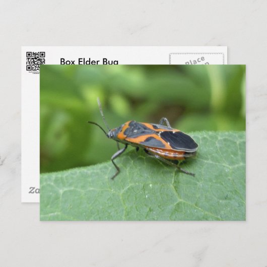 Box Elder Bug Coordinated Items Postkarte (Vorne/Hinten)