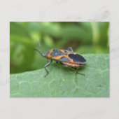 Box Elder Bug Coordinated Items Postkarte (Vorderseite)