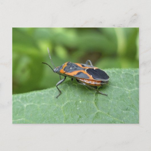 Box Elder Bug Coordinated Items Postkarte (Vorderseite)