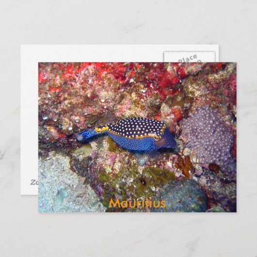 Box Fisch, Mauritius Postkarte (Vorne/Hinten)