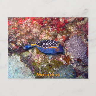 Box Fisch, Mauritius Postkarte