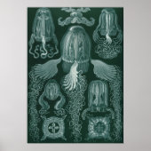 Box jellyfish (Cubomedusae) - Ernst Haeckel Poster (Vorne)