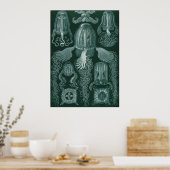 Box jellyfish (Cubomedusae) - Ernst Haeckel Poster (Küche)
