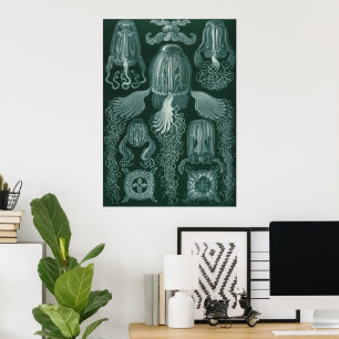 Box jellyfish (Cubomedusae) - Ernst Haeckel Poster