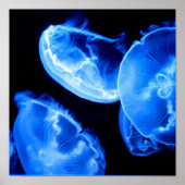 Box Jellyfish Poster (Vorne)