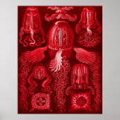 Box Jellyfish Poster (Vorne)