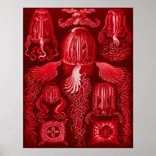 Box Jellyfish Poster (Vorne)