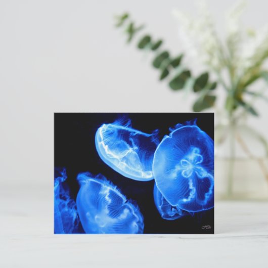 Box Jellyfish Postkarte (Stehend Vorderseite)