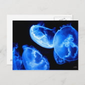 Box Jellyfish Postkarte (Vorne/Hinten)