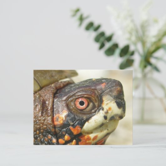 Box Schildkröte Postkarte. Postkarte (Stehend Vorderseite)