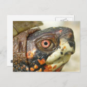 Box Schildkröte Postkarte. Postkarte (Vorne/Hinten)