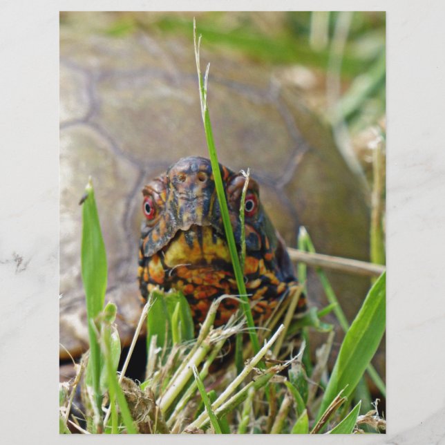 Box Turtle (Vorderseite)