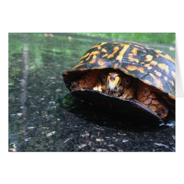 Box Turtle (Vorderseite (Horizontal))
