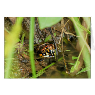 Box Turtle and Tadpoles