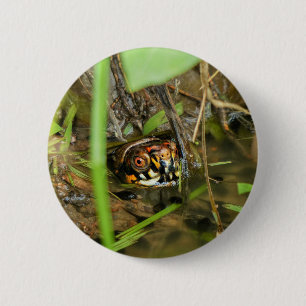 Box Turtle and Tadpoles Button