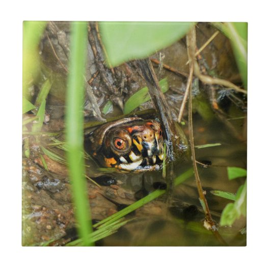 Box Turtle and Tadpoles Fliese (Vorderseite)