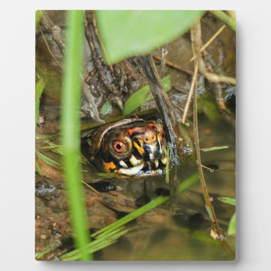 Box Turtle and Tadpoles Fotoplatte (Vorderseite)