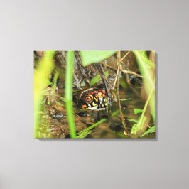 Box Turtle and Tadpoles Leinwanddruck