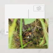 Box Turtle and Tadpoles Postkarte (Vorne/Hinten)