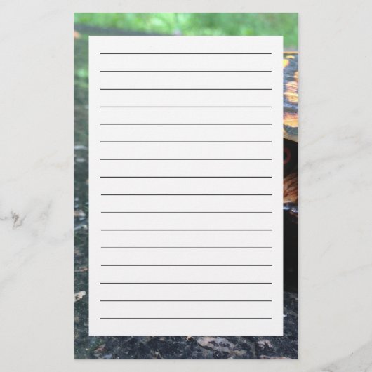 Box Turtle Briefpapier (Vorderseite)