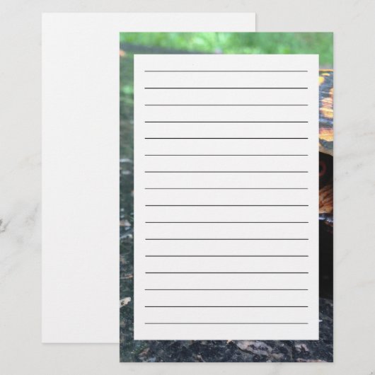 Box Turtle Briefpapier (Vorne/Hinten)