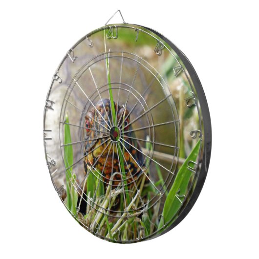 Box Turtle Dartscheibe (Vorderseite rechts)