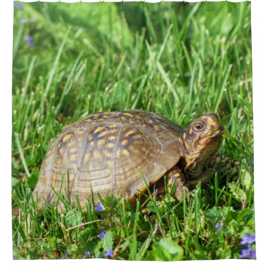Box Turtle Duschvorhang (Vorderseite)