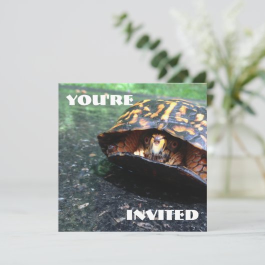 Box Turtle Einladung (Stehend Vorderseite)
