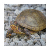 Box Turtle Fliese (Vorderseite)
