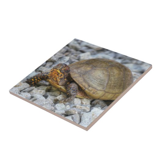 Box Turtle Fliese (Seite)
