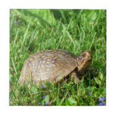 Box Turtle Fliese (Vorderseite)