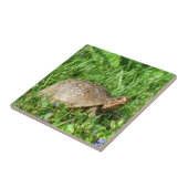 Box Turtle Fliese (Seite)