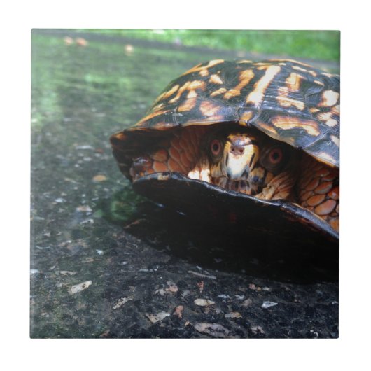 Box Turtle Fliese (Vorderseite)