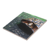 Box Turtle Fliese (Seite)
