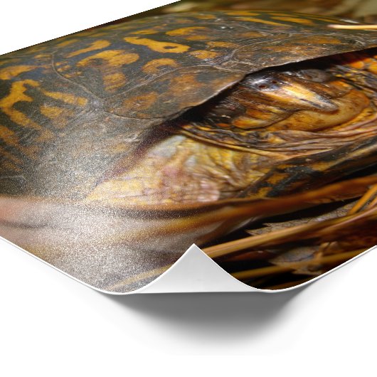 Box Turtle Fotodruck (Ecke)