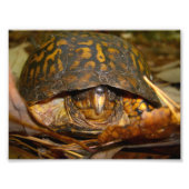 Box Turtle Fotodruck (Vorne)