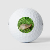 Box Turtle Golfball (Vorderseite)