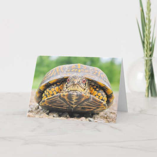 Box Turtle Greycard Karte (Vorderseite)