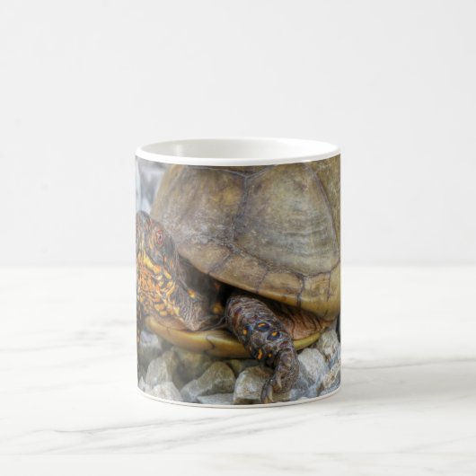 Box Turtle Kaffeetasse (Mittel)